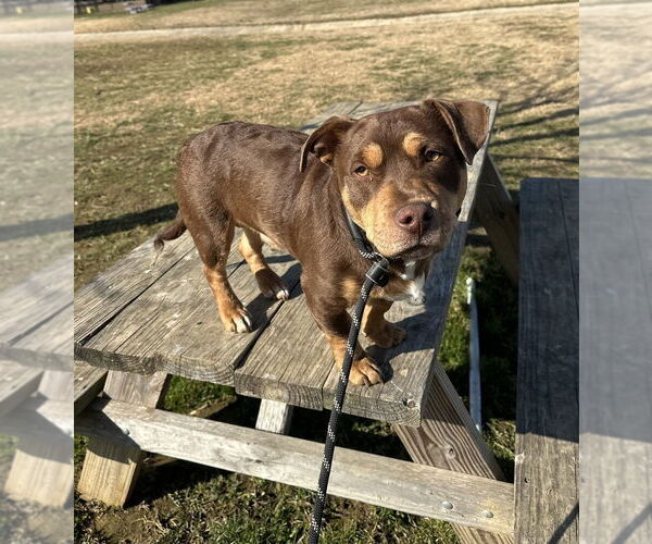 Medium Photo #2 Mutt Puppy For Sale in Evansville, IN, USA