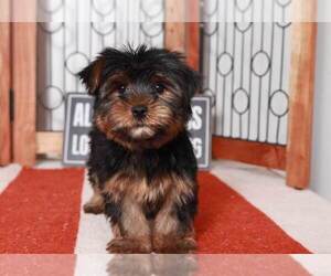 Yorkshire Terrier Puppy for sale in NAPLES, FL, USA