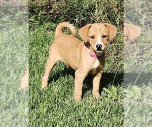 Border Terrier-Unknown Mix Dogs for adoption in Holly Springs, NC, USA