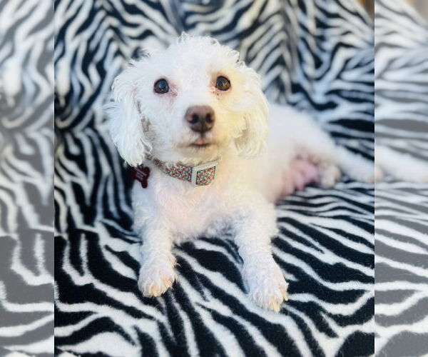 Medium Photo #2 Mutt Puppy For Sale in Marina Del Rey, CA, USA