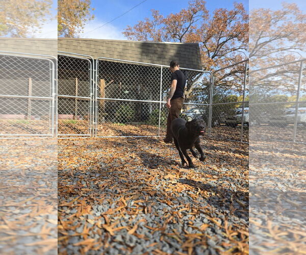 Medium Photo #2 American Pit Bull Terrier Puppy For Sale in Albemarle, NC, USA