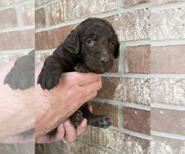 Medium Photo #2 Goldendoodle (Miniature) Puppy For Sale in JENKS, OK, USA
