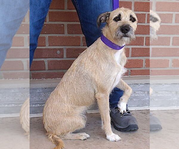 Medium Photo #5 Border Terrier-Unknown Mix Puppy For Sale in Carrollton, TX, USA