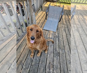 Mother of the Golden Retriever puppies born on 06/30/2025