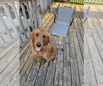 Small Photo #1 Golden Retriever Puppy For Sale in PIPESTONE, MN, USA