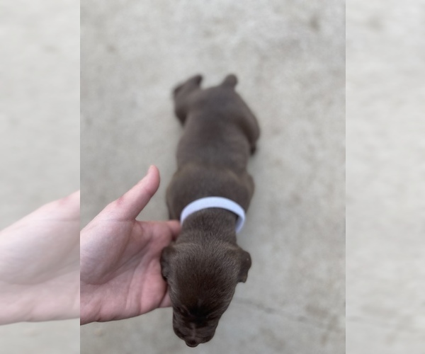 Medium Photo #9 German Shorthaired Pointer Puppy For Sale in CORONA, CA, USA