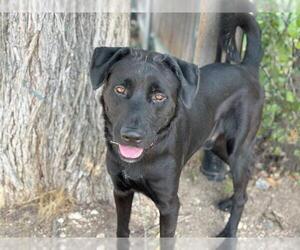 Labrador Retriever Dogs for adoption in Waco, TX, USA