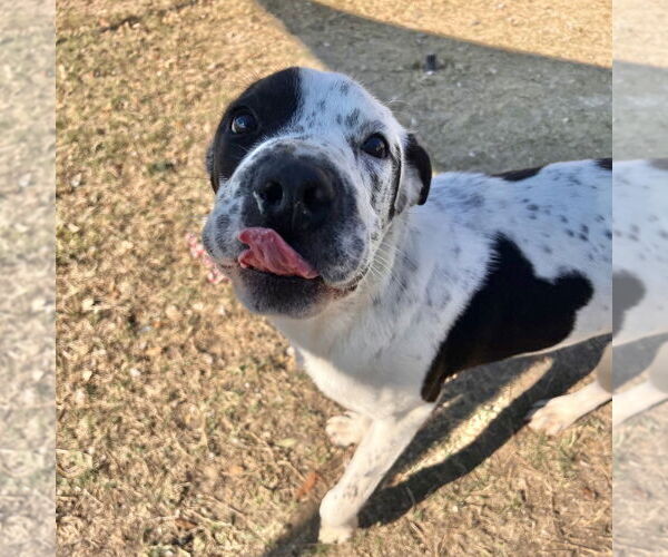 Medium Photo #1 Mutt Puppy For Sale in Rockaway, NJ, USA