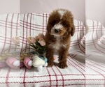 Small #2 Goldendoodle (Miniature)