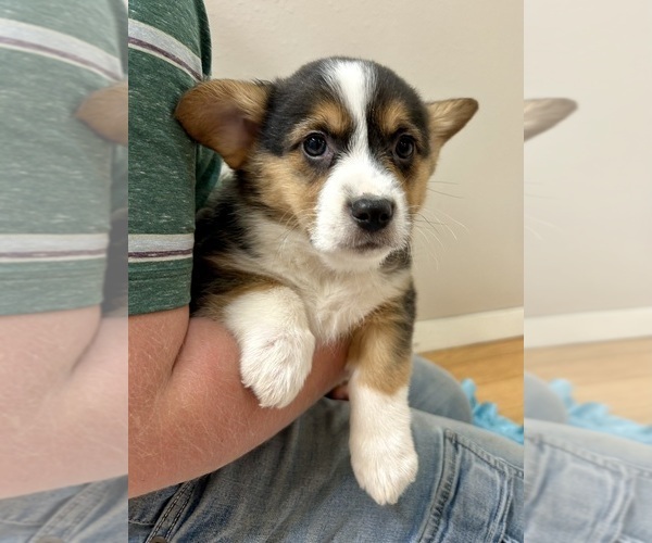 Medium Photo #6 Pembroke Welsh Corgi Puppy For Sale in ROCK VALLEY, IA, USA