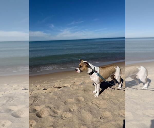 Medium Photo #4 Bogle Puppy For Sale in Plainfield, IL, USA