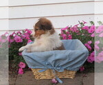 Small Photo #9 Shetland Sheepdog Puppy For Sale in ATHENS, WI, USA
