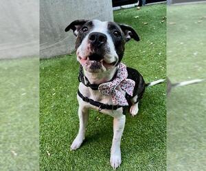 Mutt Dogs for adoption in San Francisco, CA, USA