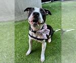 MARCELLA - Female Mutt Dog for Adoption - Small photo