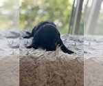 Small #1 Goldendoodle