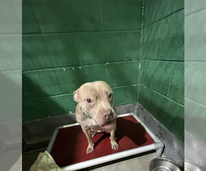 American Bulldog-Unknown Mix Dogs for adoption in Forestville, MD, USA