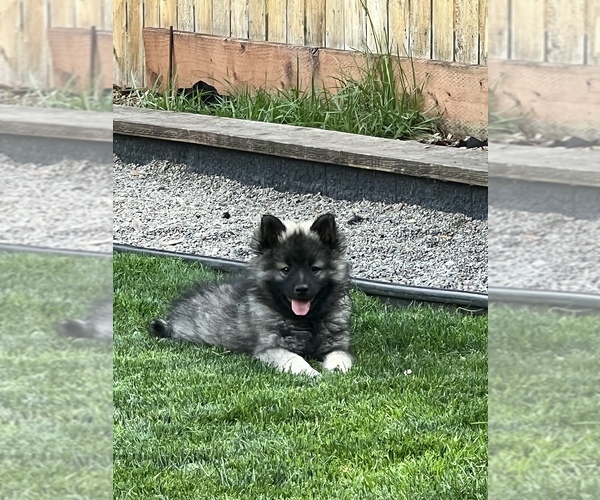 Medium Photo #2 Keeshond Puppy For Sale in VANCOUVER, WA, USA