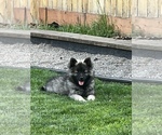 Small #1 Keeshond