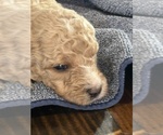 Small #9 Goldendoodle (Miniature)