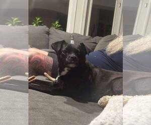 Boston Huahua Dogs for adoption in Oakhurst, NJ, USA