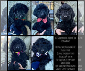 Goldendoodle Puppy for sale in DARLINGTON, WI, USA