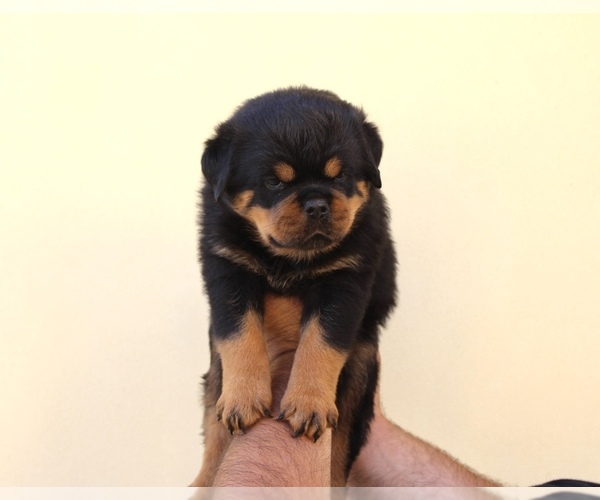 Medium Photo #8 Rottweiler Puppy For Sale in LA TUNA CANYON, CA, USA
