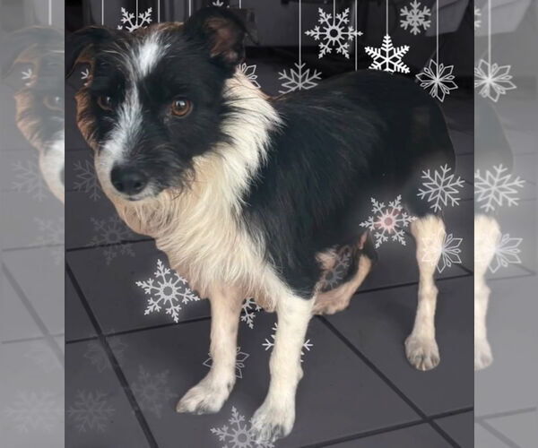 Medium Photo #1 Mutt Puppy For Sale in Grafton, WI, USA