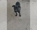 Small Photo #3 Labrador Retriever-Staffordshire Bull Terrier Mix Puppy For Sale in Apple Valley, CA, USA