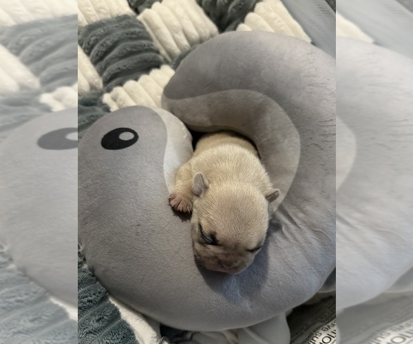 Medium Photo #8 French Bulldog Puppy For Sale in OPP, AL, USA