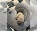 Small #7 French Bulldog