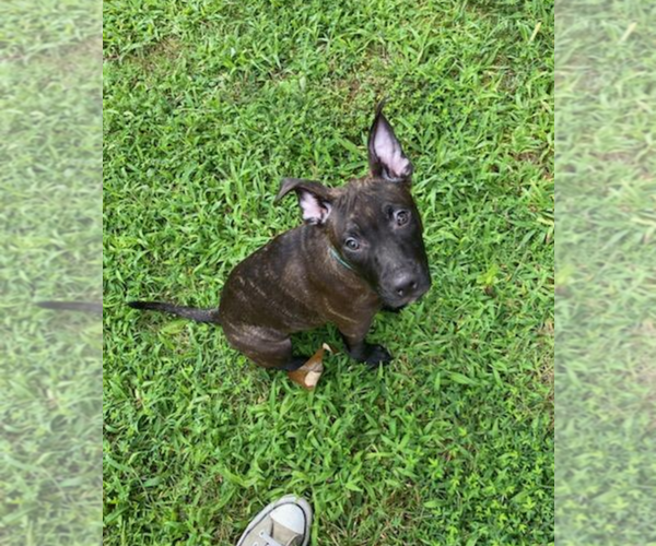 Medium Photo #2 Staffordshire Bull Terrier-Unknown Mix Puppy For Sale in Holly Springs, NC, USA