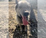 Small Australian Cattle Dog