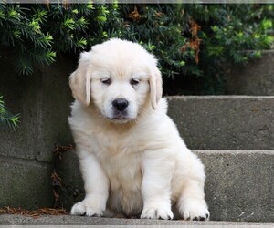 Golden Retriever Puppy for sale in FREDERICKSBG, OH, USA