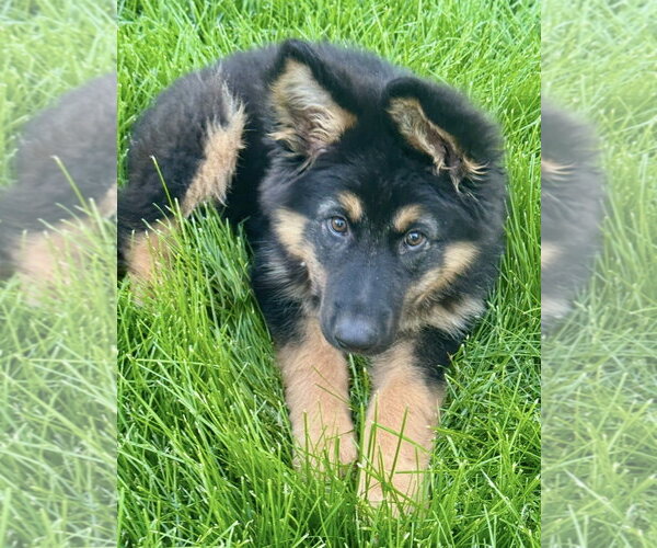 Medium Photo #2 German Shepherd Dog Puppy For Sale in Omaha, NE, USA