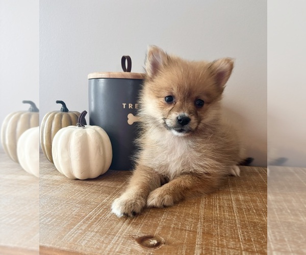 Medium Photo #1 Pomeranian Puppy For Sale in INDIANAPOLIS, IN, USA