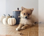Image preview for Ad Listing. Nickname: Poppy