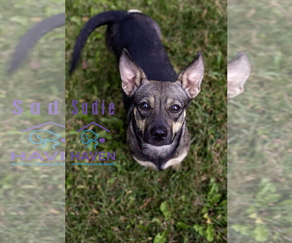 Medium Photo #4 Dachshund-Unknown Mix Puppy For Sale in Omaha, NE, USA