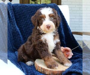 Bernedoodle (Miniature) Puppy for sale in LANCASTER, PA, USA