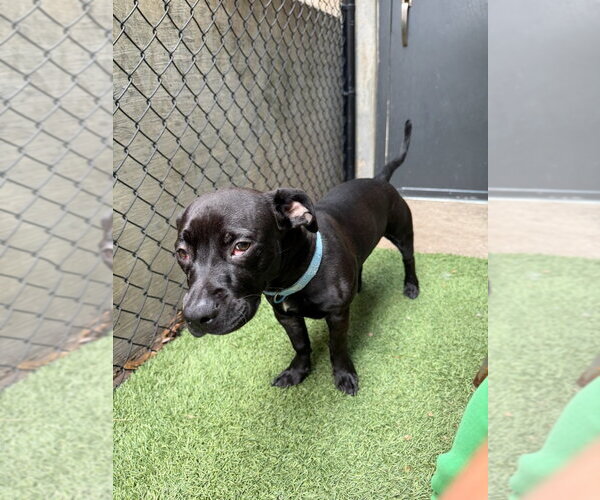 Medium Photo #2 American Pit Bull Terrier-Unknown Mix Puppy For Sale in Dallas, TX, USA