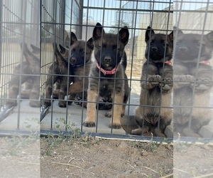 German Shepherd Dog-Malinois Mix Puppy for Sale in BAKERSFIELD, California USA