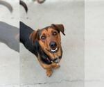 Small Basset Hound-Rottweiler Mix