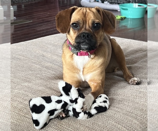 Medium Photo #1 Puggle Puppy For Sale in HURRICANE, WV, USA