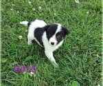 Small #11 Border Collie