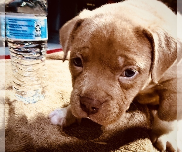 Medium Photo #7 American Bully Puppy For Sale in GROVE CITY, MN, USA