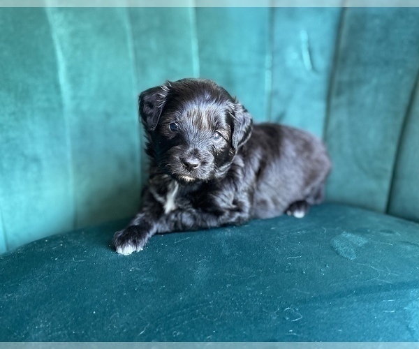 Medium Photo #3 Aussiedoodle Miniature  Puppy For Sale in PURDON, TX, USA