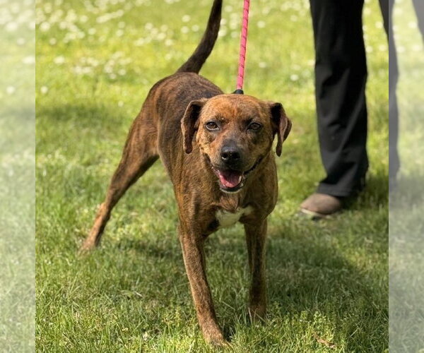 Medium Photo #3 Plott Hound Puppy For Sale in Yardley, PA, USA