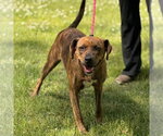 Small #2 Plott Hound