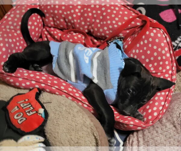 Medium Photo #2 Mutt Puppy For Sale in Germantown, OH, USA