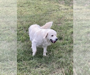 English Cream Golden Retriever Puppy for sale in KINGSTON, ID, USA