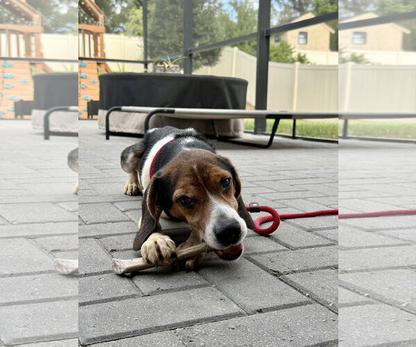 Medium Photo #3 Beagle Puppy For Sale in Tampa, FL, USA